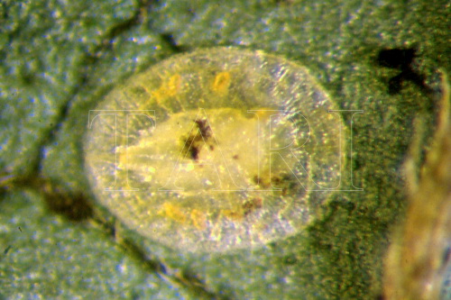 中文種名:崖爬藤粉蝨學名:Singhiella tetrastigmae (Takahashi, 1934)