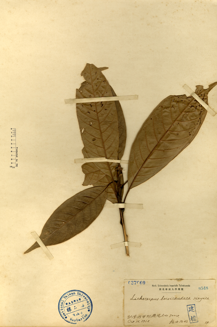 中文種名:大葉石櫟學名:Lithocarpus brevicaudata Hayata俗名:大葉石櫟俗名（英文）:大葉石櫟