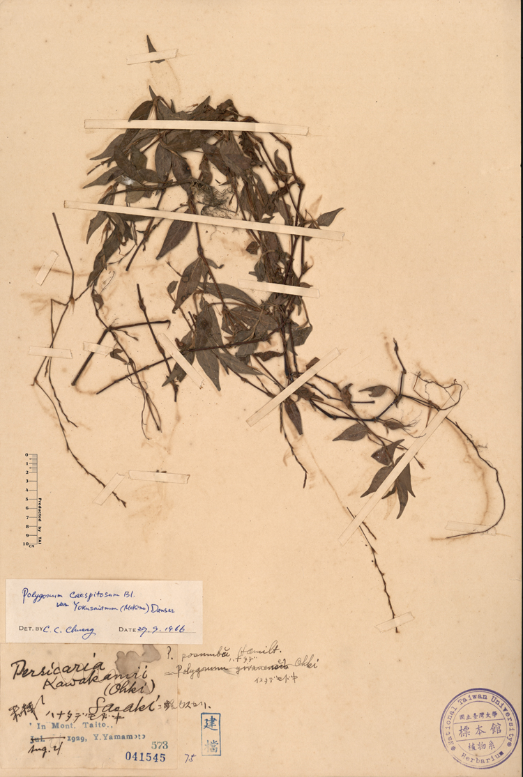 中文種名:花蓼學名:Persicaria kawakamii (Ohki) Sasaki俗名:花蓼俗名（英文）:花蓼