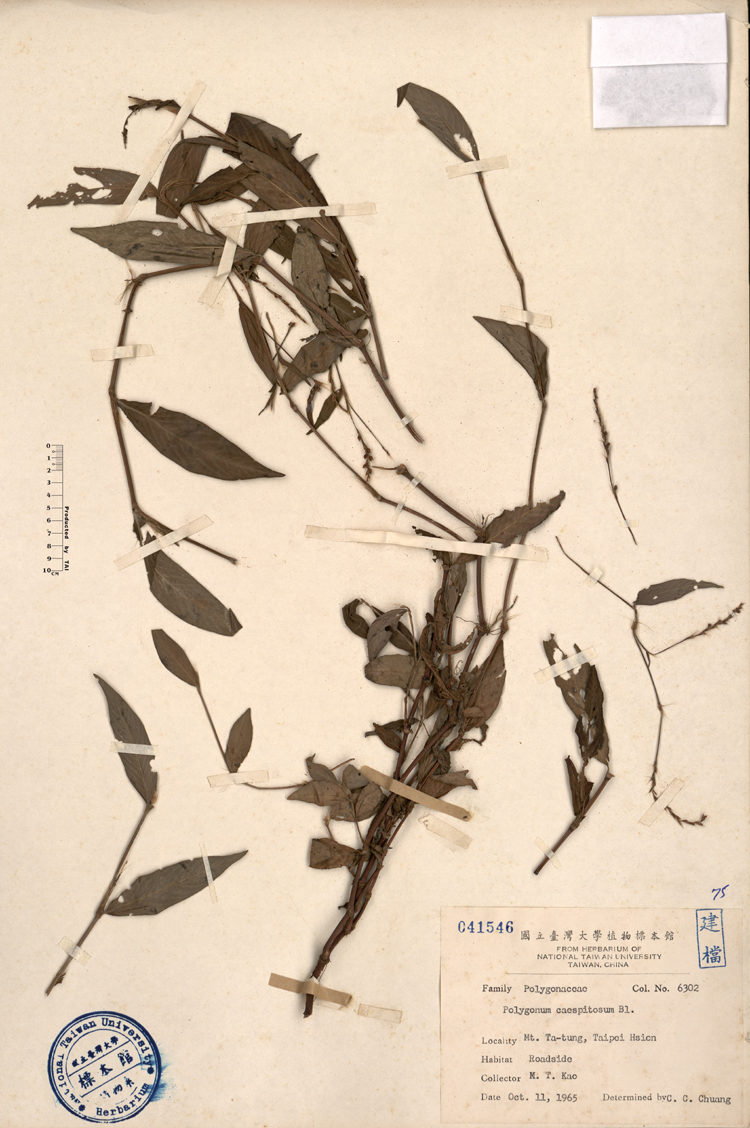 中文種名:睫穗蓼學名:Polygonum caespitosum Bl.俗名:睫穗蓼俗名（英文）:睫穗蓼