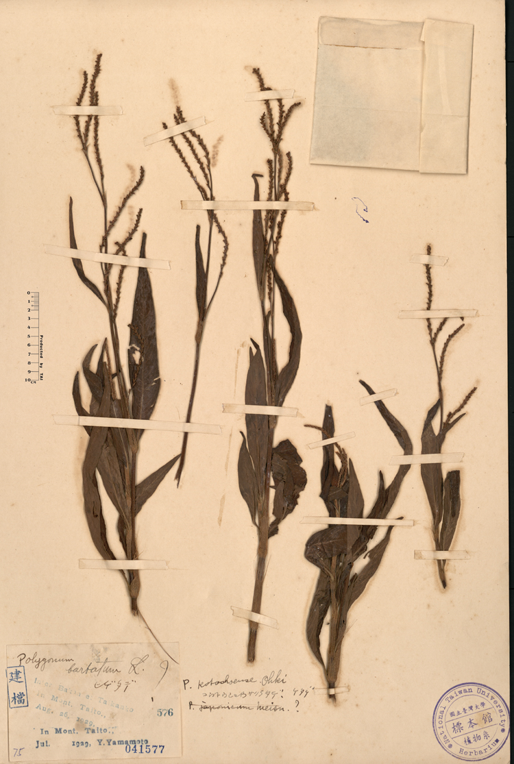 中文種名:毛蓼學名:Polygonum barbatum L.俗名:毛蓼俗名（英文）:毛蓼