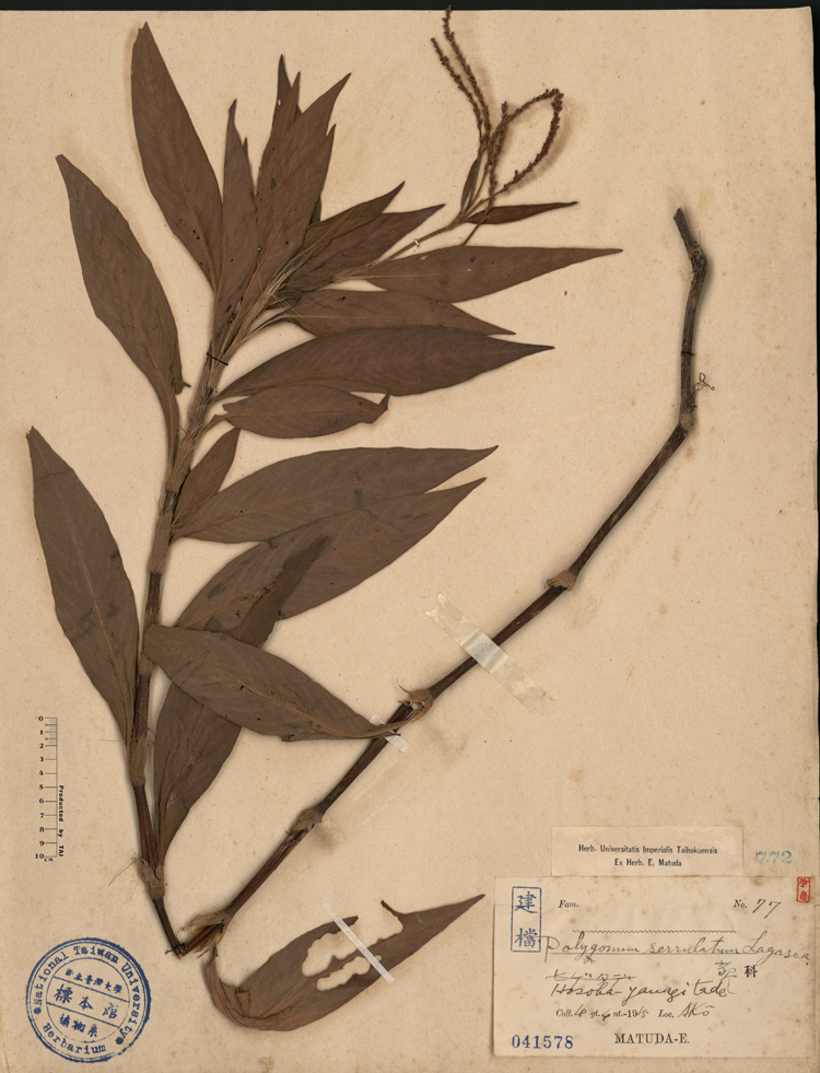 中文種名:毛蓼學名:Polygonum serrulatum Lagasea俗名:毛蓼俗名（英文）:毛蓼