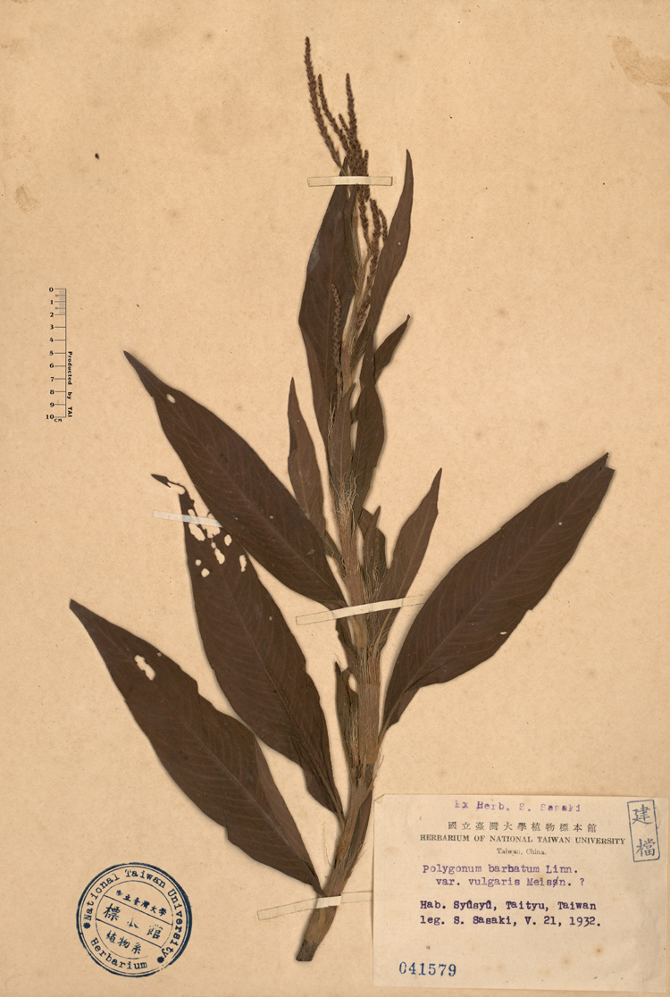 中文種名:毛蓼學名:Polygonum barbatum L. var. vulgaris Meisn.俗名:毛蓼俗名（英文）:毛蓼