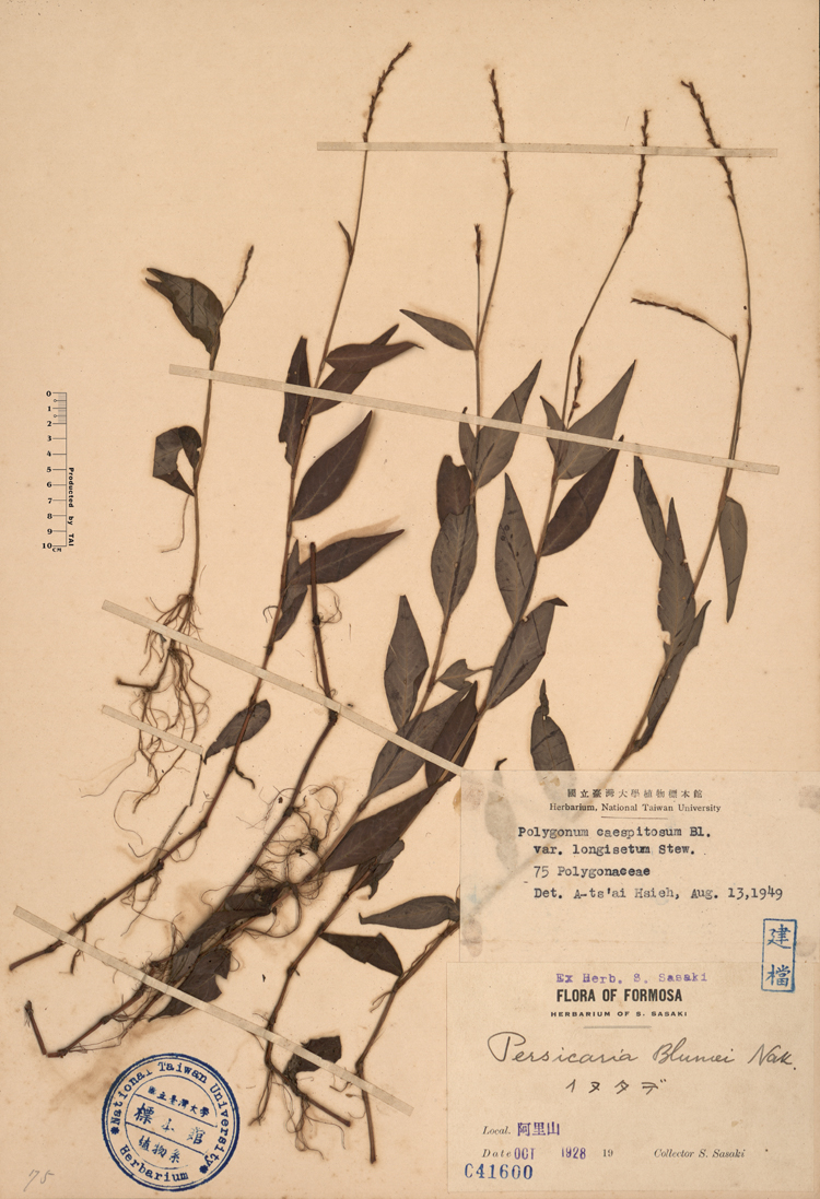 中文種名:花蓼學名:Persicaria blumei Nak.俗名:花蓼俗名（英文）:花蓼