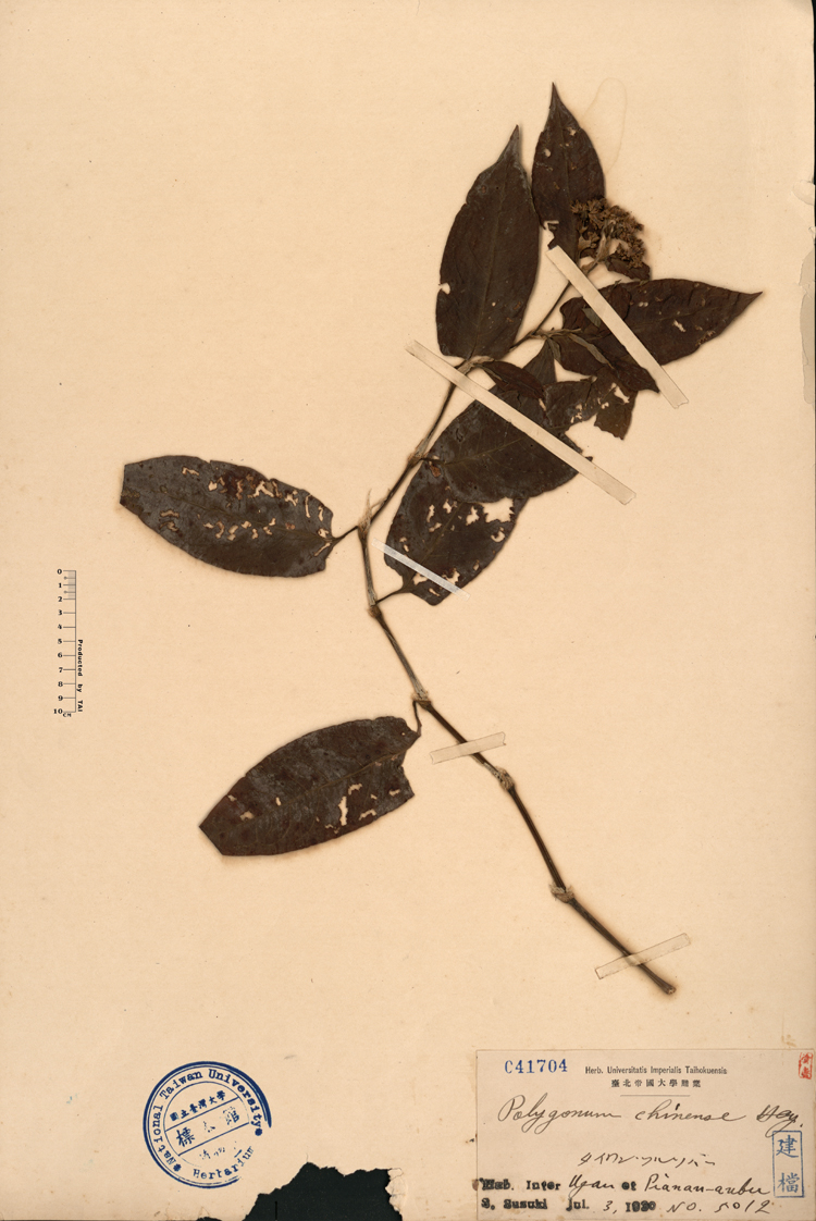 中文種名:火炭母草學名:Polygonum chinense L.俗名:火炭母草俗名（英文）:火炭母草