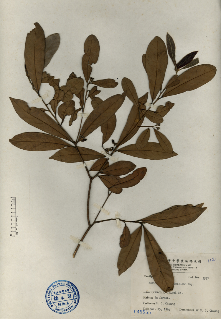 中文種名:小梗木薑子學名:Actinodaphne pedicellata Hay.俗名:小梗木薑子俗名（英文）:小梗木薑子
