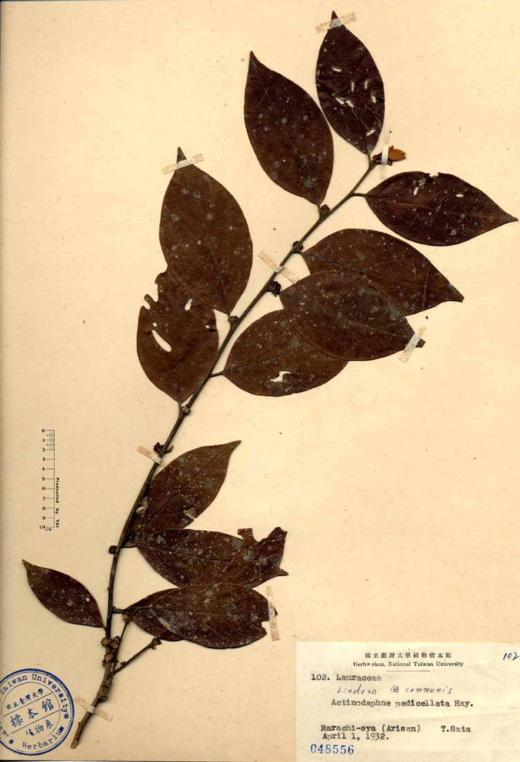 中文種名:香葉樹學名:Actinodaphne pedicellata Hay.俗名:香葉樹俗名（英文）:香葉樹