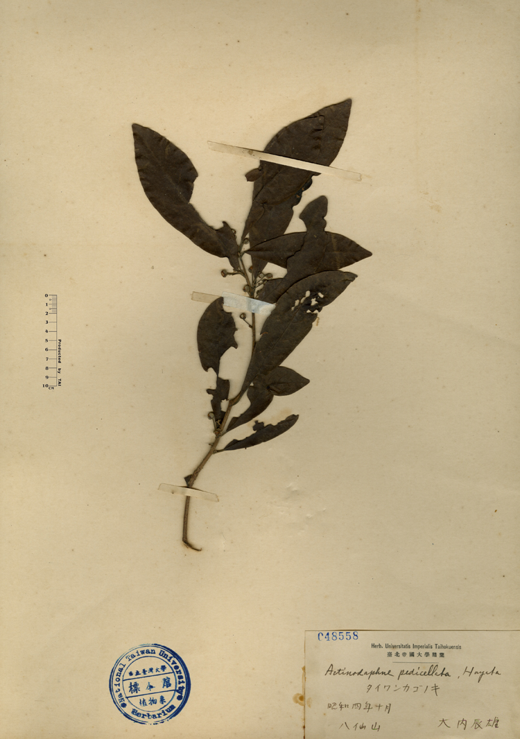 中文種名:小梗木薑子學名:Actinodaphne pedicellata, Hayata俗名:小梗木薑子俗名（英文）:小梗木薑子