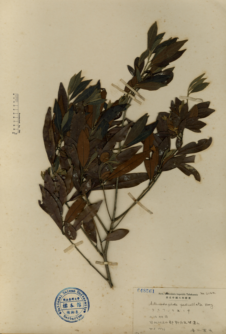 中文種名:小梗木薑子學名:Actinodaphne pedicellata Hay.俗名:小梗木薑子俗名（英文）:小梗木薑子