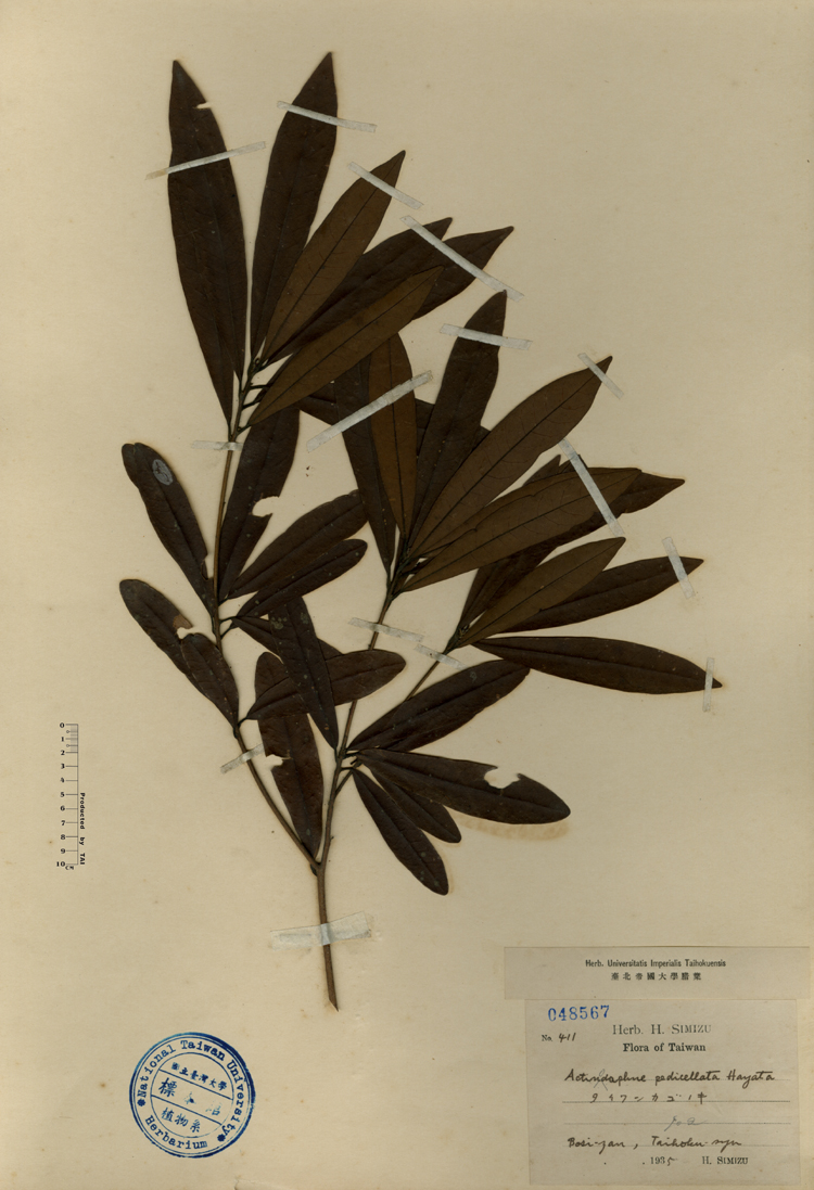 中文種名:小梗木薑子學名:Actinodaphne pedicellata Hayata俗名:小梗木薑子俗名（英文）:小梗木薑子