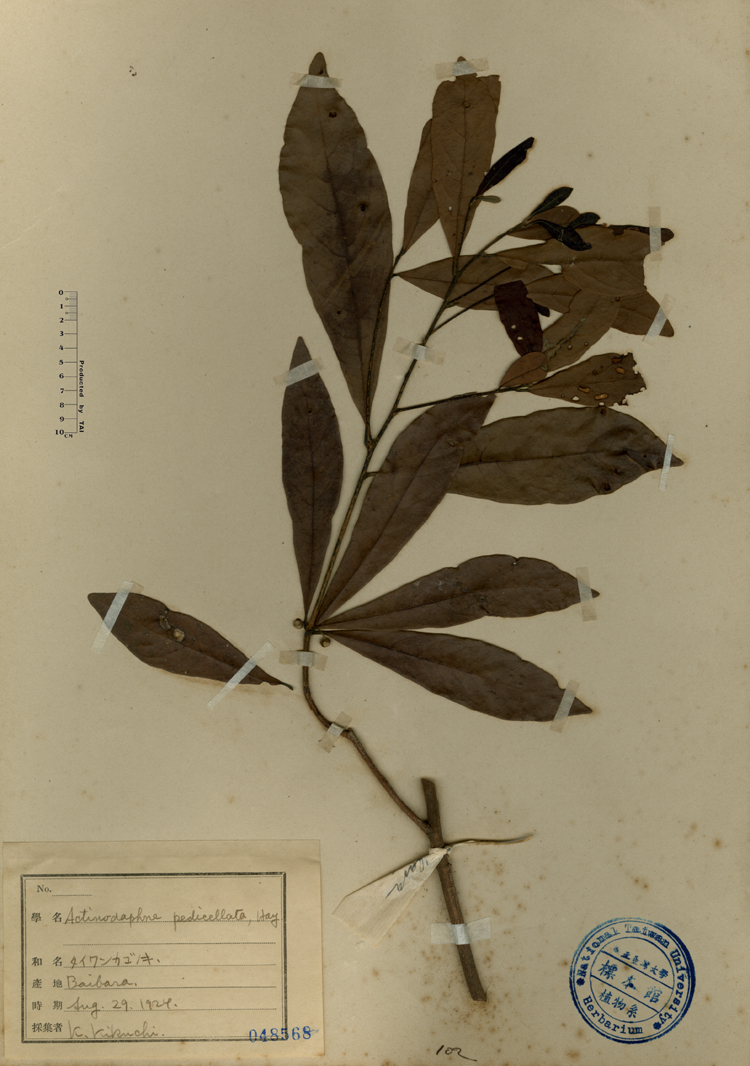 中文種名:小梗木薑子學名:Actinodaphne pedicellata, Hay.俗名:小梗木薑子俗名（英文）:小梗木薑子
