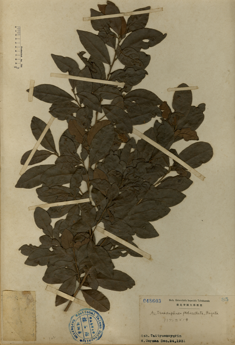 中文種名:小梗木薑子學名:Actinodaphne pedicellata, Hayata俗名:小梗木薑子俗名（英文）:小梗木薑子