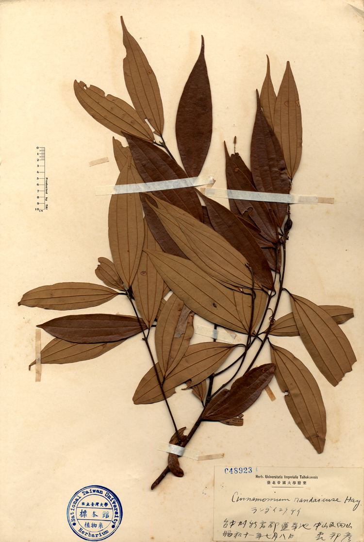 中文種名:香桂學名:Cinnamomum randaiense Hay.俗名:香桂俗名（英文）:香桂