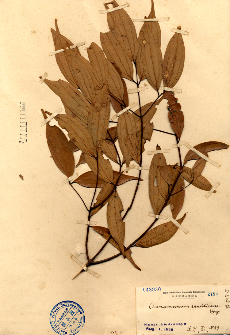 中文種名:香桂學名:Cinnamomum randaiense Hay.俗名:香桂俗名（英文）:香桂