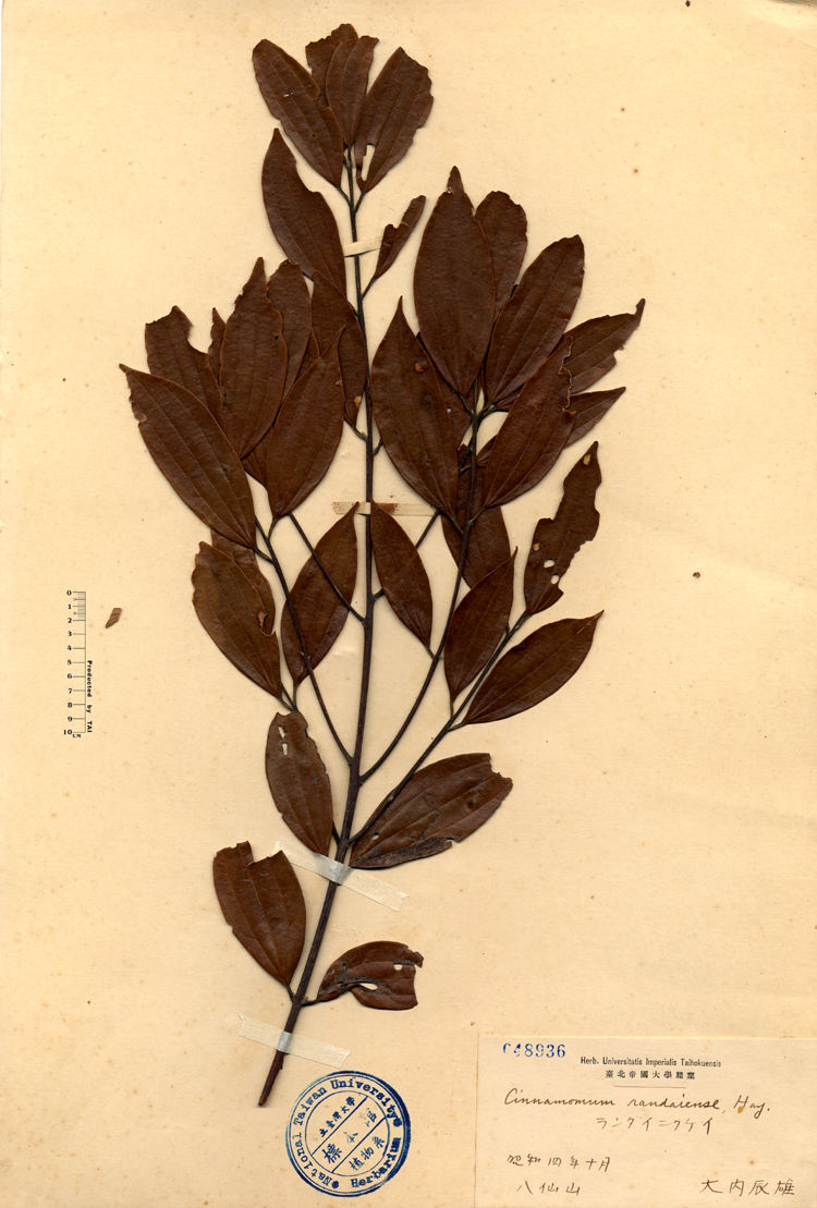 中文種名:香桂學名:Cinnamomum randaiense, Hay.俗名:香桂俗名（英文）:香桂