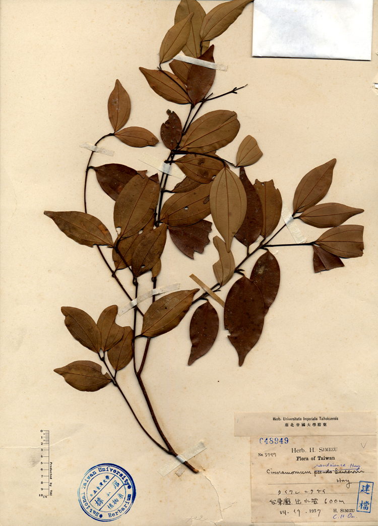 中文種名:小葉樟學名:Cinnamomum randaiense Hay.俗名:小葉樟俗名（英文）:小葉樟