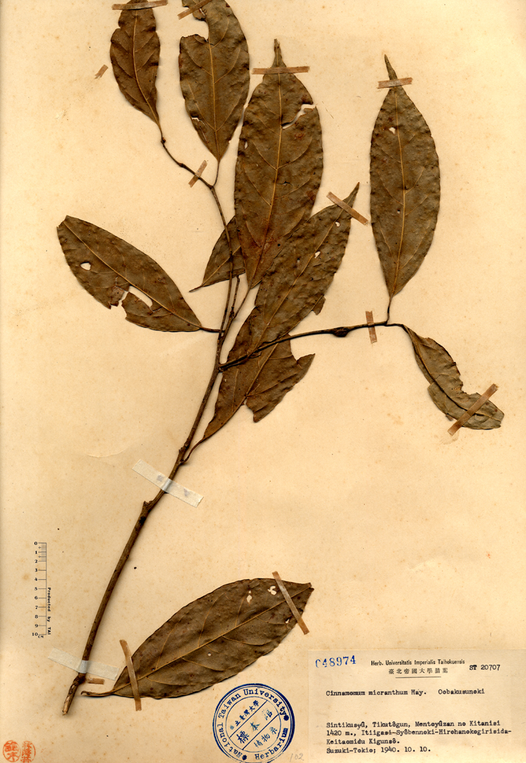 中文種名:冇樟學名:Cinnamomum micranthum Hay.俗名:冇樟俗名（英文）:冇樟