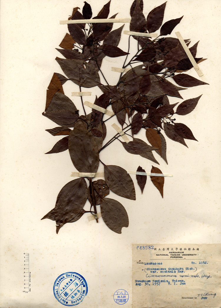 中文種名:栳樹學名:Cinnamomum nominale, Hay. =Cinnamomum Camphora Sieb. var. nominale Hay.俗名:栳樹俗名（英文）:栳樹