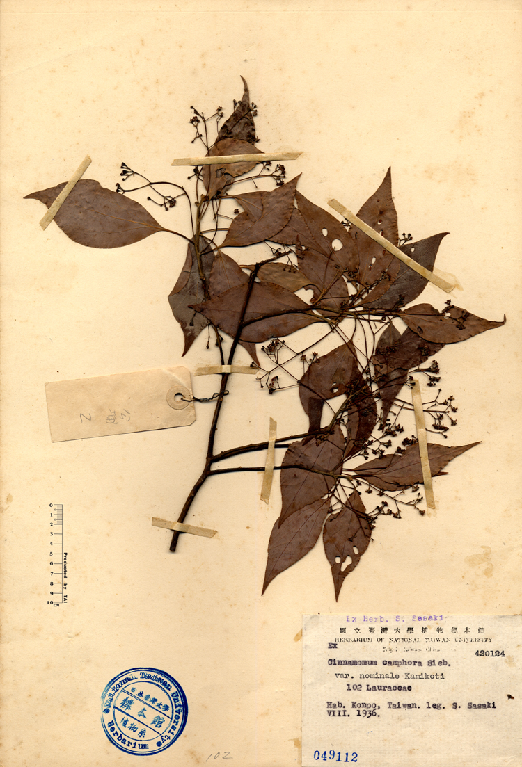 中文種名:栳樹學名:Cinnamomum camphora Sieb. var. nominale Kamikoti俗名:栳樹俗名（英文）:栳樹