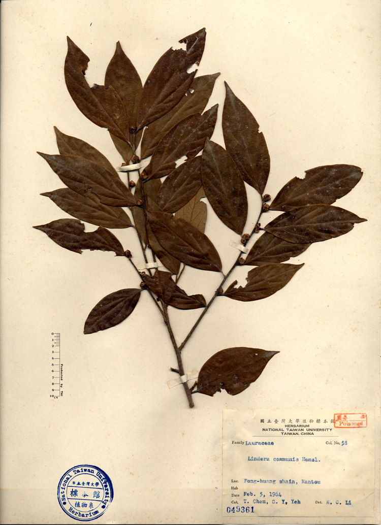 中文種名:香葉樹學名:Lindera communis Hemsl.俗名:香葉樹俗名（英文）:香葉樹