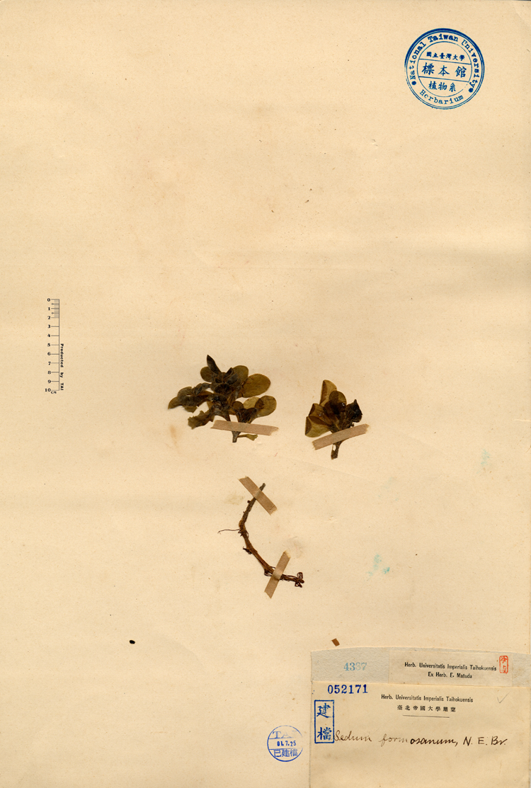 中文種名:台灣佛甲草學名:Sedum formosanum, N. E. Br.俗名:台灣佛甲草俗名（英文）:台灣佛甲草