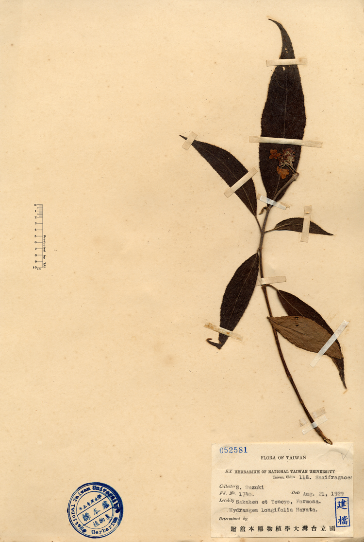 中文種名:長葉繡球學名:Hydrangea longifolia Hayata.俗名:長葉繡球俗名（英文）:長葉繡球