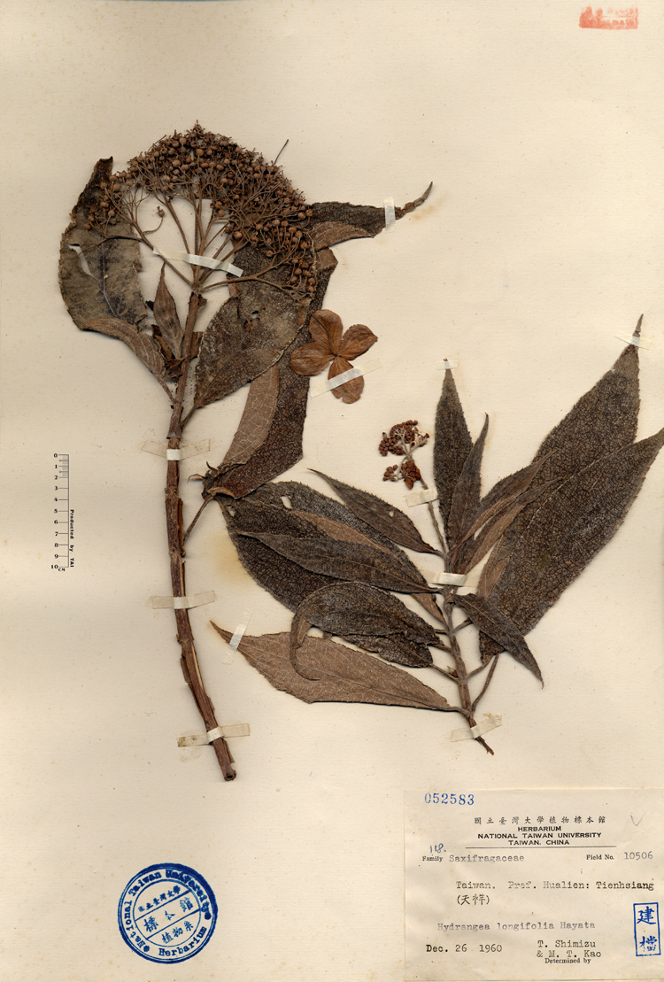 中文種名:長葉繡球學名:Hydrangea longifolia Hayata俗名:長葉繡球俗名（英文）:長葉繡球