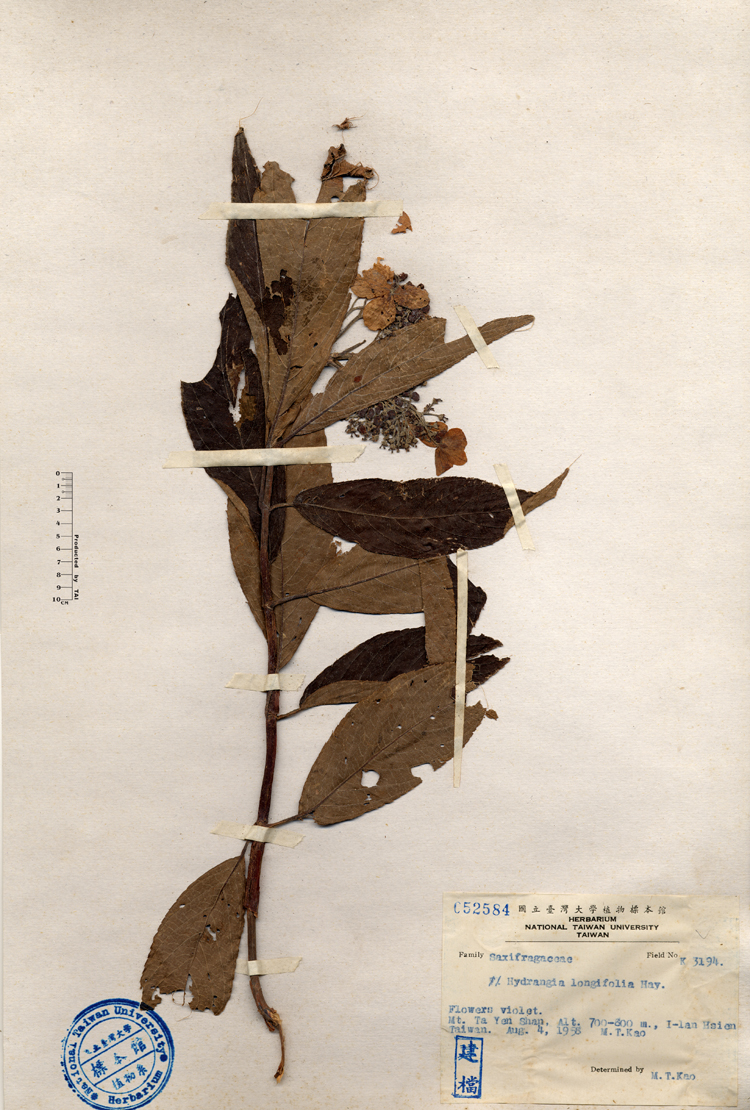 中文種名:長葉繡球學名:Hydrangea longifolia Hay.俗名:長葉繡球俗名（英文）:長葉繡球