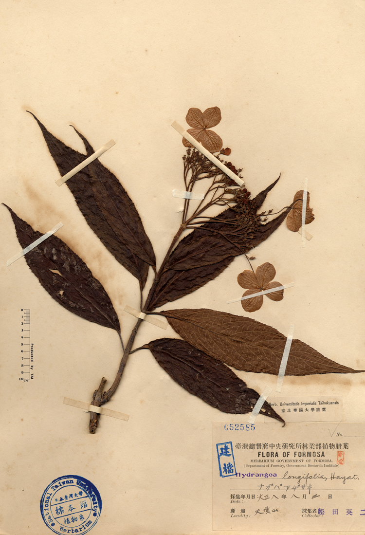 中文種名:長葉繡球學名:Hydrangea longifolia, Hayata.俗名:長葉繡球俗名（英文）:長葉繡球