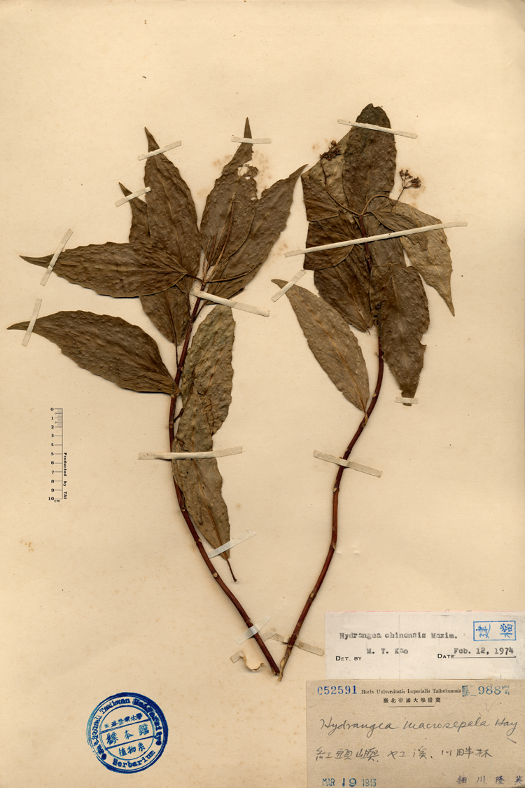 中文種名:華八仙學名:Hydrangea macrosepala Hay俗名:華八仙俗名（英文）:華八仙