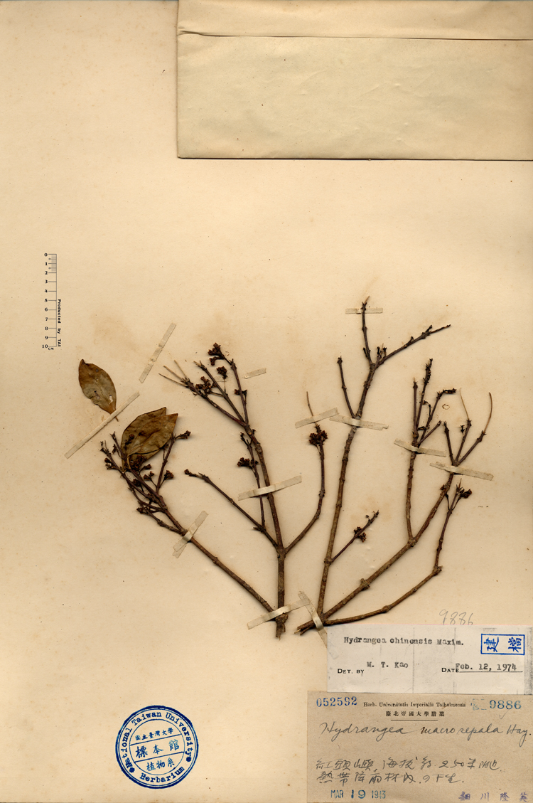 中文種名:華八仙學名:Hydrangea macrosepala Hay.俗名:華八仙俗名（英文）:華八仙