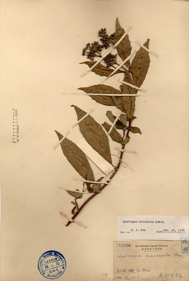 中文種名:華八仙學名:Hydrangea macrosepala Hay.俗名:華八仙俗名（英文）:華八仙