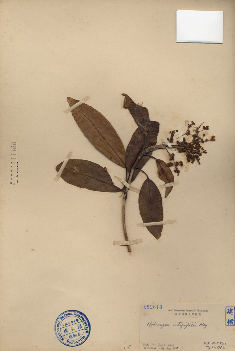 中文種名:大枝掛繡球學名:Hydrangea integrifolia Hay.俗名:大枝掛繡球俗名（英文）:大枝掛繡球