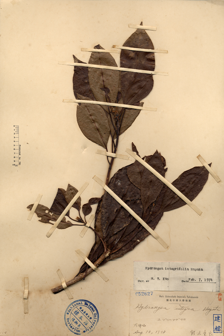 中文種名:大枝掛繡球學名:Hydrangea integrifolia Hayata ex Matsum. & Hayata俗名:大枝掛繡球俗名（英文）:大枝掛繡球