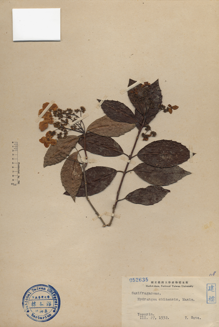 中文種名:華八仙學名:Hydrangea chinensis, Maxim.俗名:華八仙俗名（英文）:華八仙