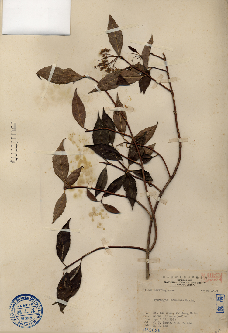 中文種名:華八仙學名:Hydrangea Chinensis Maxim.俗名:華八仙俗名（英文）:華八仙