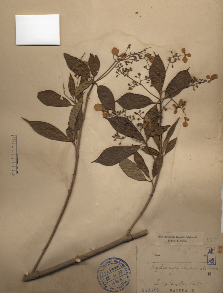 中文種名:華八仙學名:Hydrangea chinensis Max.俗名:華八仙俗名（英文）:華八仙