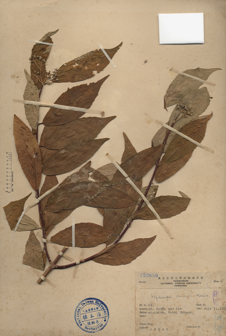 中文種名:華八仙學名:Hydrangea chinensis Maxim.俗名:華八仙俗名（英文）:華八仙