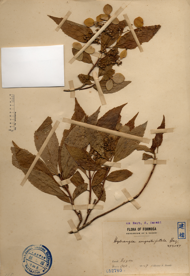 中文種名:狹瓣八仙花學名:Hydrangea angustipetala Hay.俗名:狹瓣八仙花俗名（英文）:狹瓣八仙花