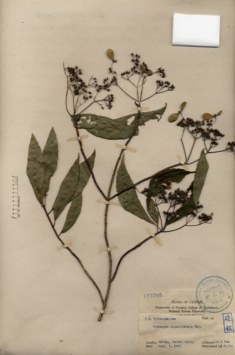 中文種名:狹瓣八仙花學名:Hydrangea angustipetala Hay.俗名:狹瓣八仙花俗名（英文）:狹瓣八仙花