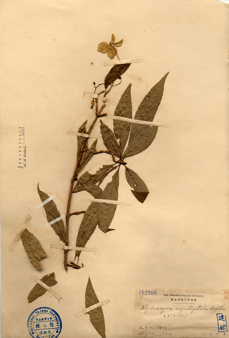 中文種名:狹瓣八仙花學名:Hydrangea angustipetala Hayata俗名:狹瓣八仙花俗名（英文）:狹瓣八仙花