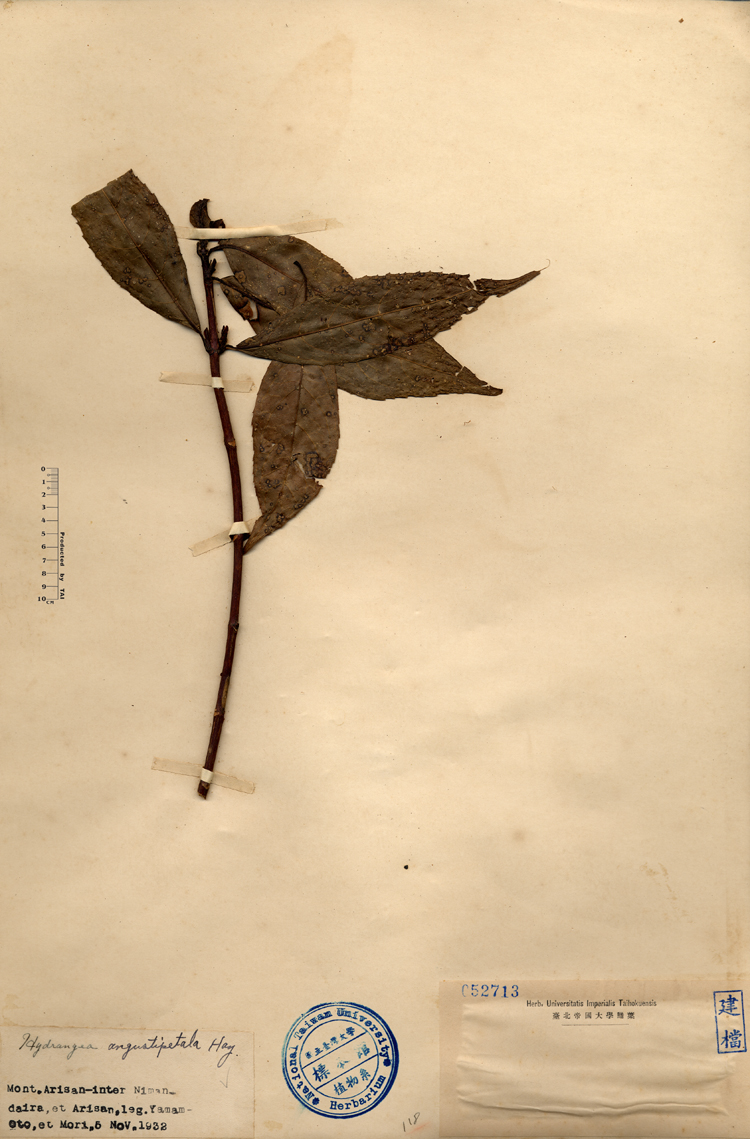 中文種名:華八仙學名:Hydrangea angustipetala Hay.俗名:華八仙俗名（英文）:華八仙