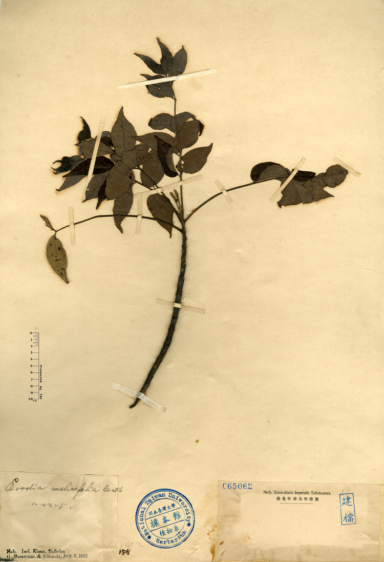 中文種名:賊仔樹學名:Evodia meliaefolia Benth.俗名:賊仔樹俗名（英文）:賊仔樹