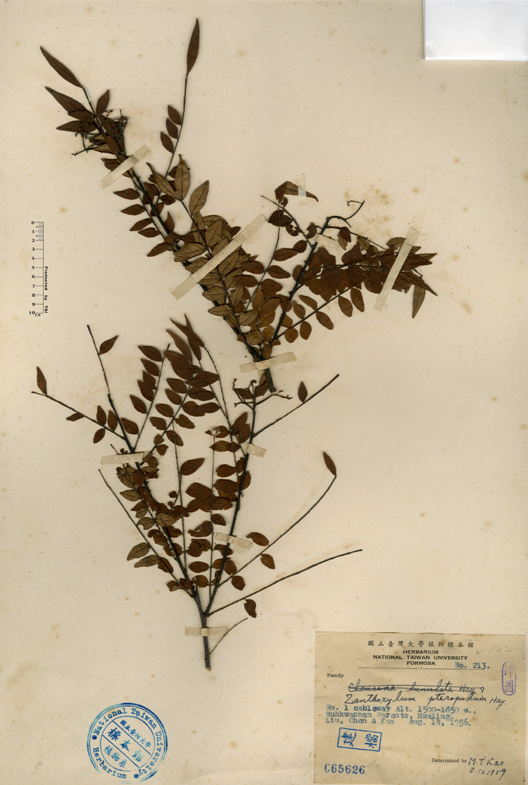 中文種名:翼柄花椒學名:Zanthoxylum pteropodum Hay.俗名:翼柄花椒俗名（英文）:翼柄花椒