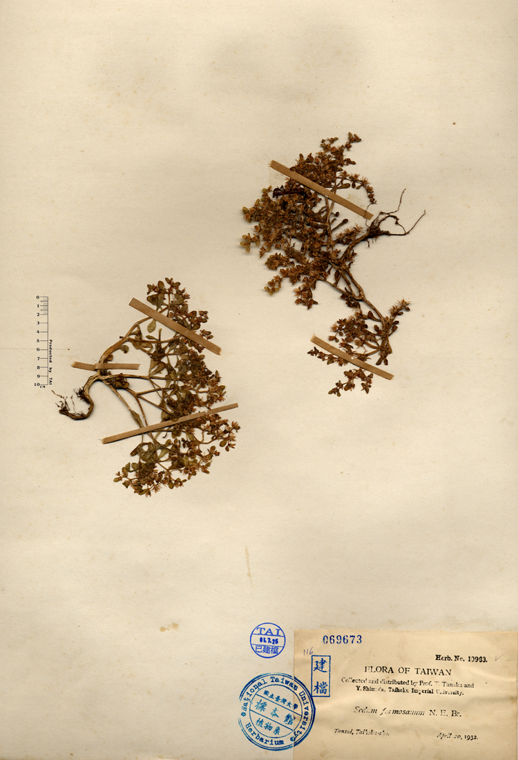 中文種名:台灣佛甲草學名:Sedum formosanum N. E. Br.俗名:台灣佛甲草俗名（英文）:台灣佛甲草