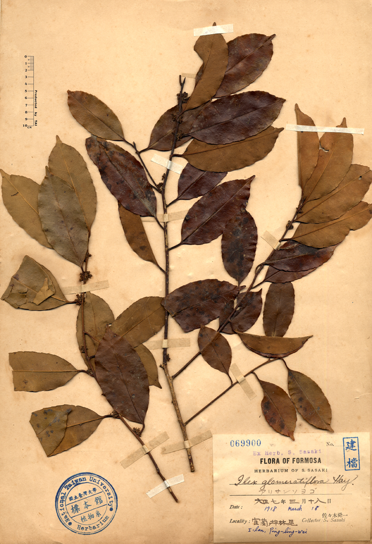 中文種名:台灣糊樗學名:Ilex glomeratiflora Hay.俗名:台灣糊樗俗名（英文）:台灣糊樗