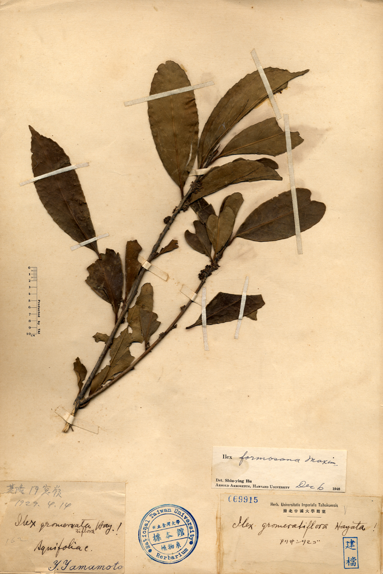 中文種名:糊樗學名:Ilex gromerabiflora Hayata俗名:糊樗俗名（英文）:糊樗