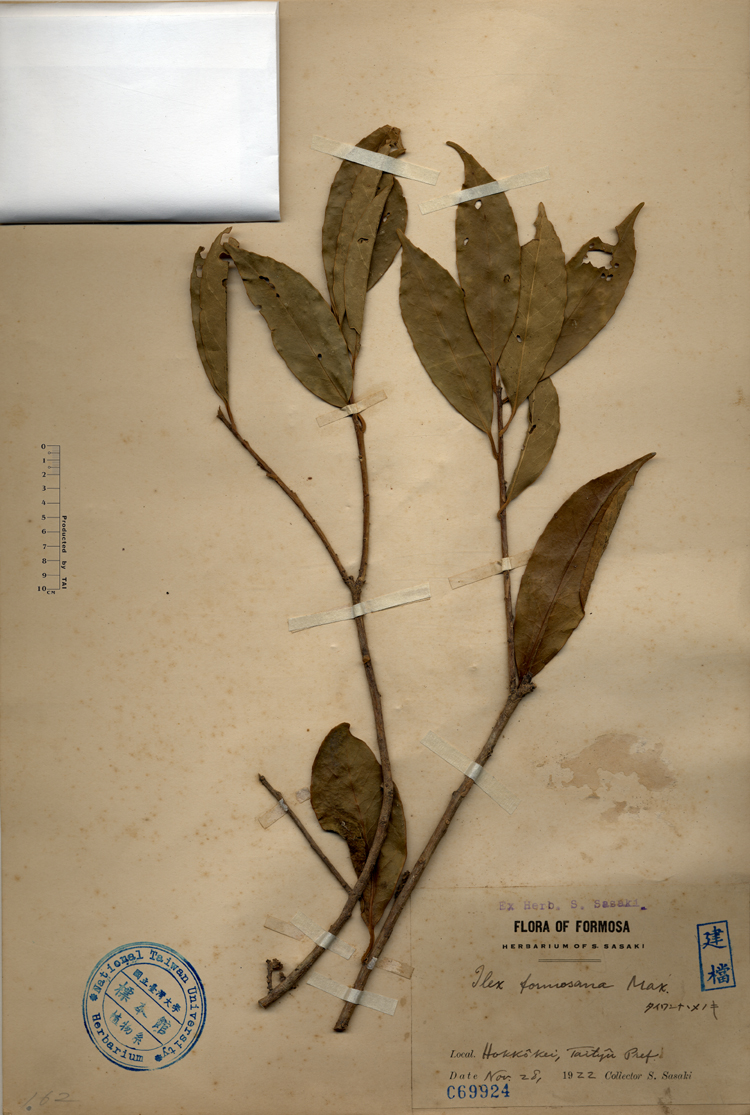中文種名:糊樗學名:Boenninghausenia albiflora Reich.俗名:糊樗俗名（英文）:糊樗