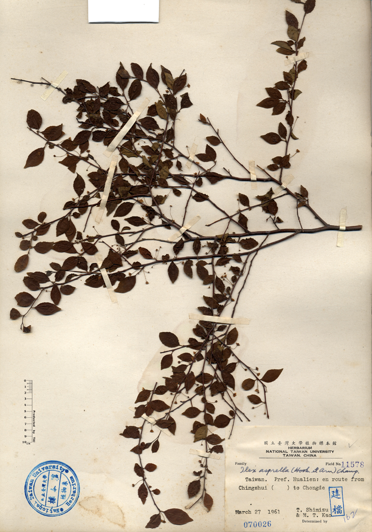 中文種名:燈稱花學名:Ilex asprella (Hook. et Arn.) Champ.俗名:燈稱花俗名（英文）:燈稱花
