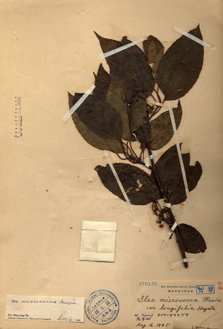 中文種名:朱紅水木學名:Ilex micrococca Max. var. longifolia Hay.俗名:朱紅水木俗名（英文）:朱紅水木